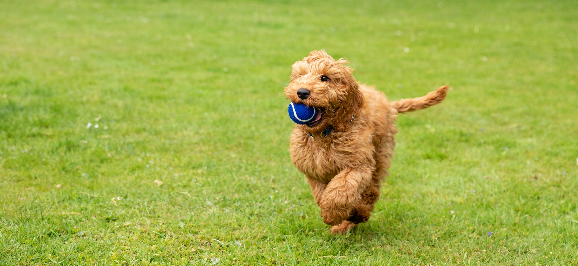 Petplan Dog